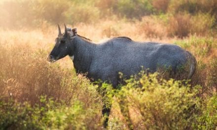 Nilgai Species Profile: Hunting the Blue Bull