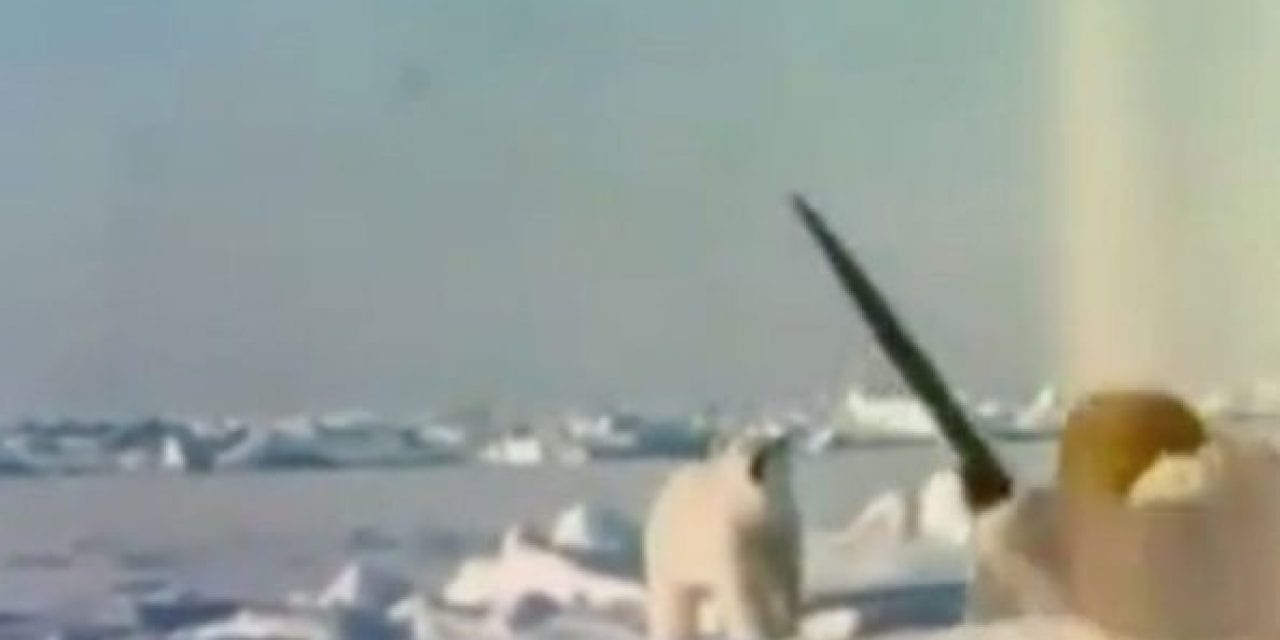 Fred Bear Takes Polar Bear With Recurve Bow