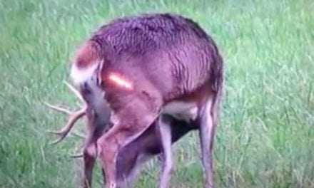 Hunter’s Perfect Shot on Deer Captured in Slow Motion Video