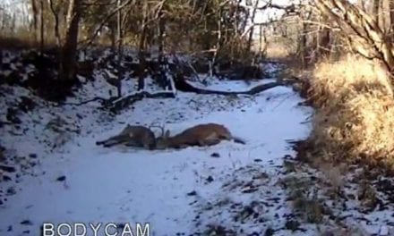Kansas Game Warden Frees Two Locked Bucks With a Shot From His Glock