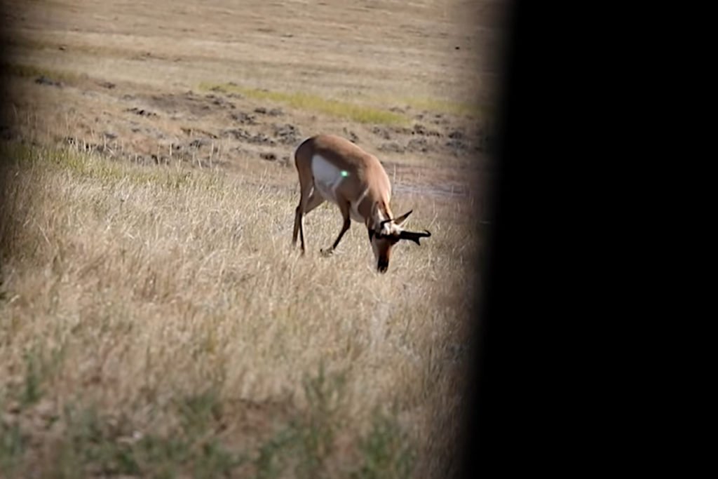 Pronghorn Antelope Tries to Jump the String, Ends Up Dropped in His