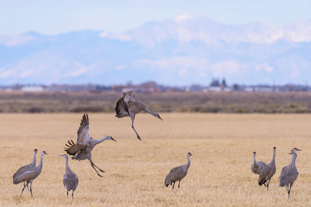 Sandhill Crane Hunting Identification, Gear, and Tactics ⋆ Outdoor