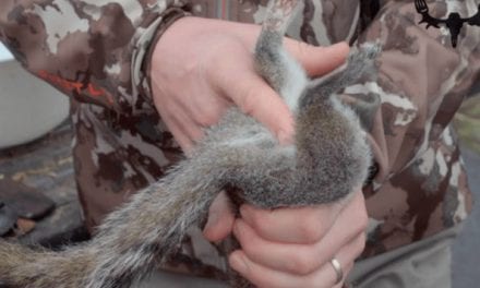 The Best Way to Skin and Butcher a Squirrel