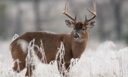5 Off-Season Hunting Projects to Start Working On Now