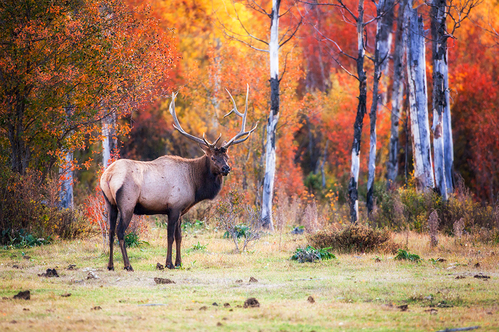 Bull elk at R Lazy S ranch.