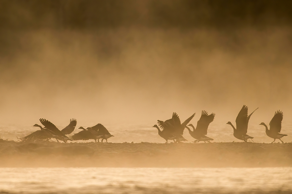 Photo of birds in sunrise fog on the Snake River in Wyoming.