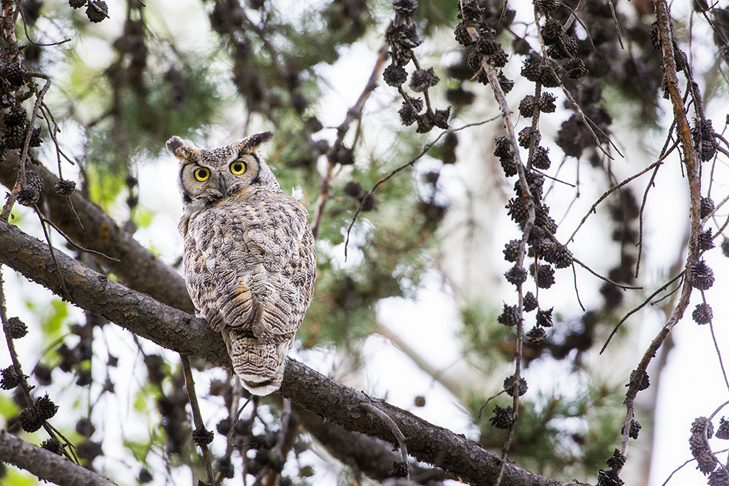 Image of horned owl at R Lazy S ranch.