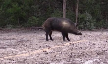 Pigman Drops a Huge Boar With a .300 Win. Mag