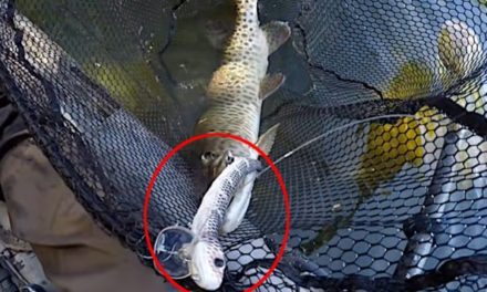 Snake Topwater Lure Helps Kayak Angler Boat a Muskie
