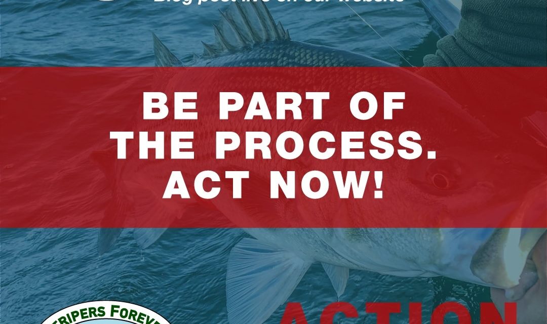 Stripers Forever Calls for a Ten-Year Moratorium on Striped Bass Harvest