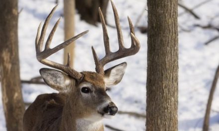 Wisconsin Deer Hunting: Everything Hunters Need to Know