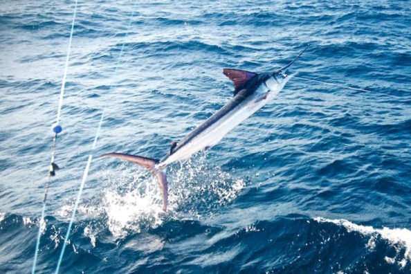 Fly Fishing Marlin on the FADs in Costa Rica