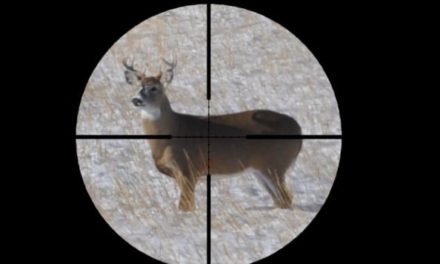 Why a Lung Shot is the Best Choice for Shot Placement on Deer