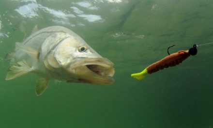 5 Best New Saltwater Fishing Lures to Add to Your Tackle Box