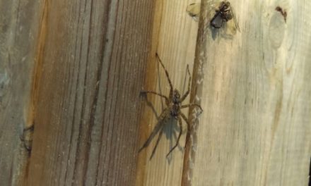 The Fishing Spider: Facts About the Aquatic Arachnids