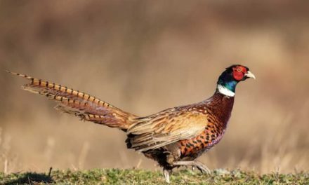 Ringneck Pheasant: Profile on the Game Bird Species
