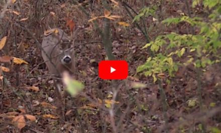 Unexpected Buck Growl Vocalization Catches Hunters in Treestand Off-Guard
