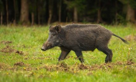 Are Feral Hogs Dangerous: Threats Posed By the Invasive Species