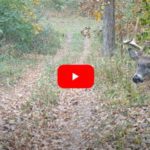 Buck Shows Up on Trail Cam With Impossibly Large Wound