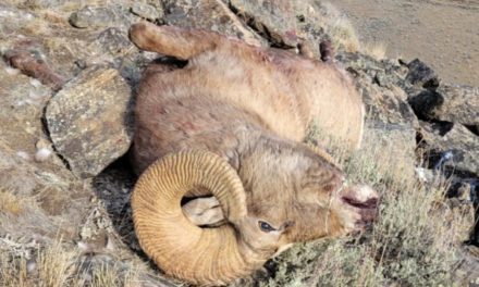 Montana Poacher Claims He Thought Bighorn Sheep Was an Elk