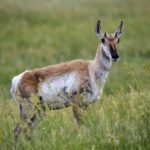 Pronghorn Research