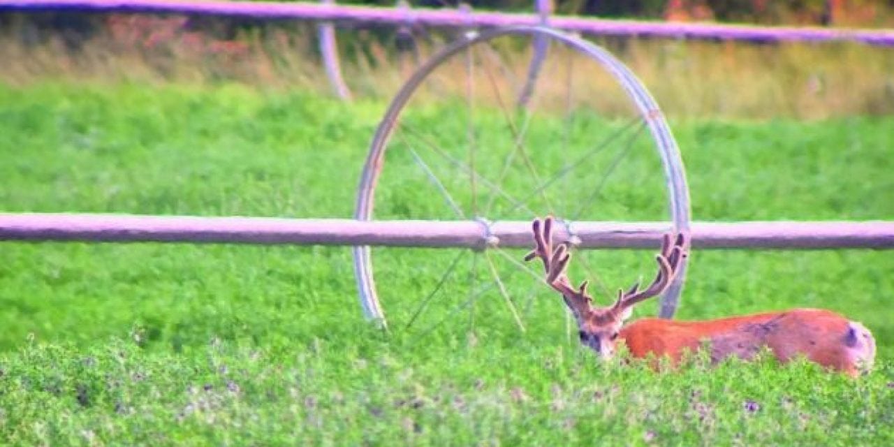 10 Velvet Bucks to Kick Off the Unofficial Start to Deer Season