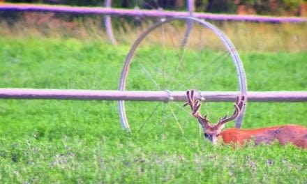 10 Velvet Bucks to Kick Off the Unofficial Start to Deer Season