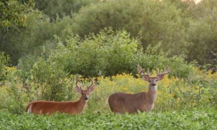 15 Magnificent Velvet Bucks Captured During My Summer Photography Ritual