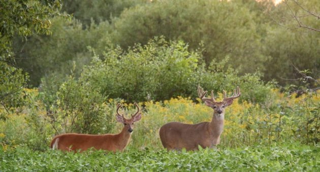 15 Magnificent Velvet Bucks Captured During My Summer Photography Ritual