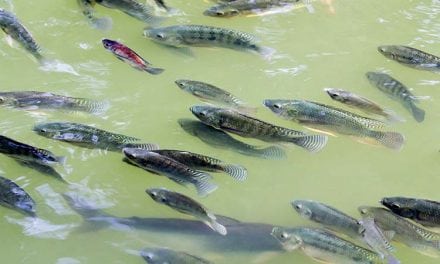 9 Freshwater Fish Farming Tips for Homesteaders