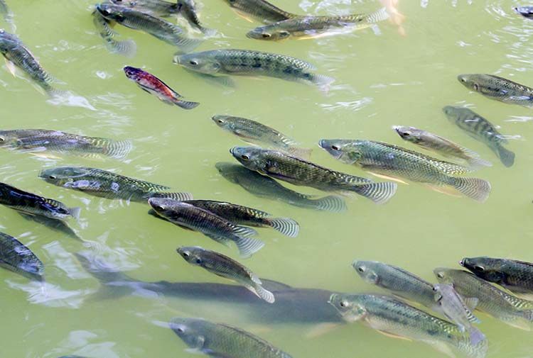 9 Freshwater Fish Farming Tips for Homesteaders