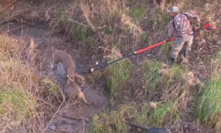 A Tense Big Buck Breakup with a Chain Pole Saw