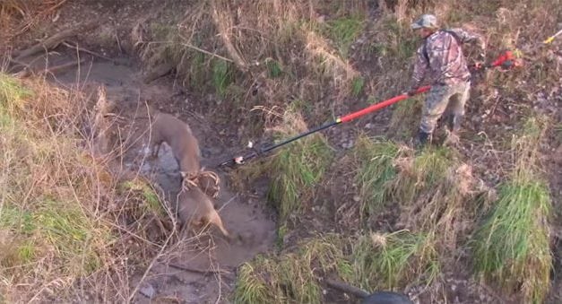 A Tense Big Buck Breakup with a Chain Pole Saw