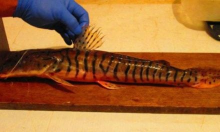 Amazonian Shovelnose Catfish Unexpectedly Caught in Louisiana River