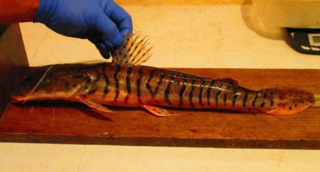 Amazonian Shovelnose Catfish Unexpectedly Caught in Louisiana River