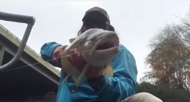 Atlanta Quality Hooch: Brown Trout on the Chattahoochee River