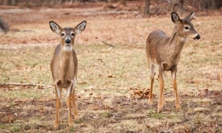 Breaking News: Pennsylvania Euthanizes 2 Free Range Deer in Fear of CWD