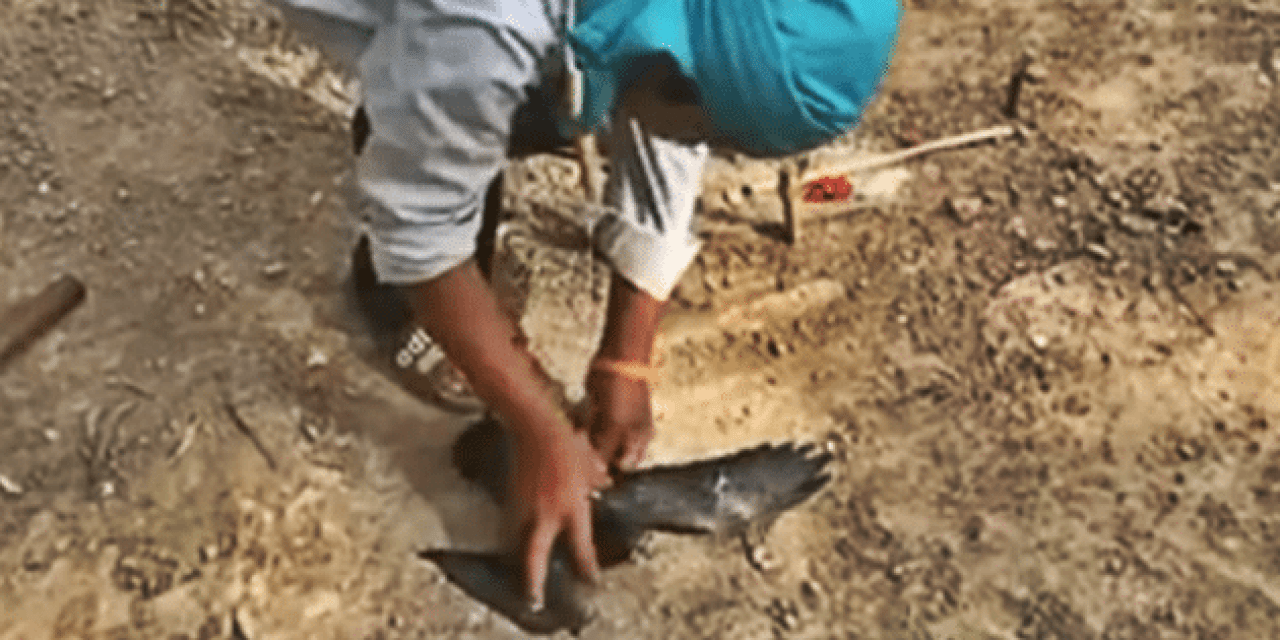 Cambodian Lad Makes Ingenious Bird Trap… And Catches Something!