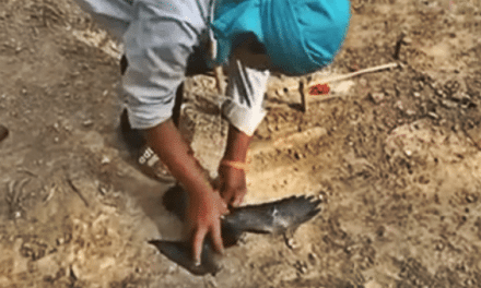 Cambodian Lad Makes Ingenious Bird Trap… And Catches Something!
