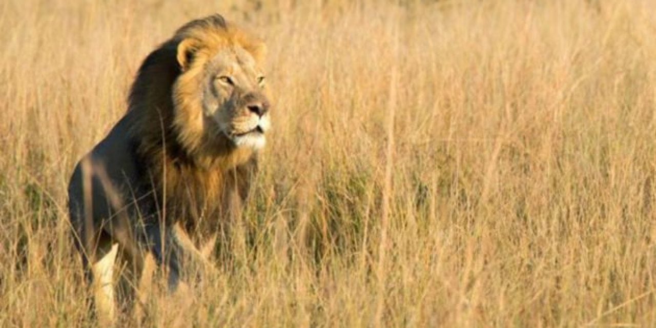 Cecil the Lion’s Son Xanda Reportedly Shot by Trophy Hunter in Zimbabwe