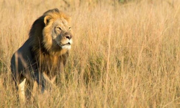 Cecil the Lion’s Son Xanda Reportedly Shot by Trophy Hunter in Zimbabwe