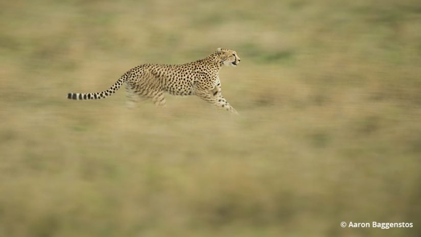 Creative Blurs For Wildlife Photos