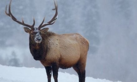 Deer and Elk Hit Hard in Several States This Winter