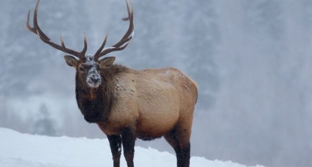 Deer and Elk Hit Hard in Several States This Winter