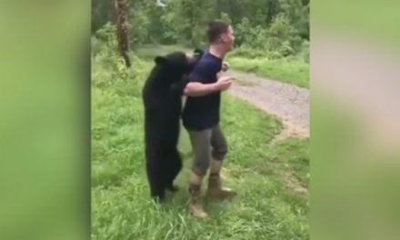 Does Watching This Bear Cub Mingle With Campers Make You Nervous?