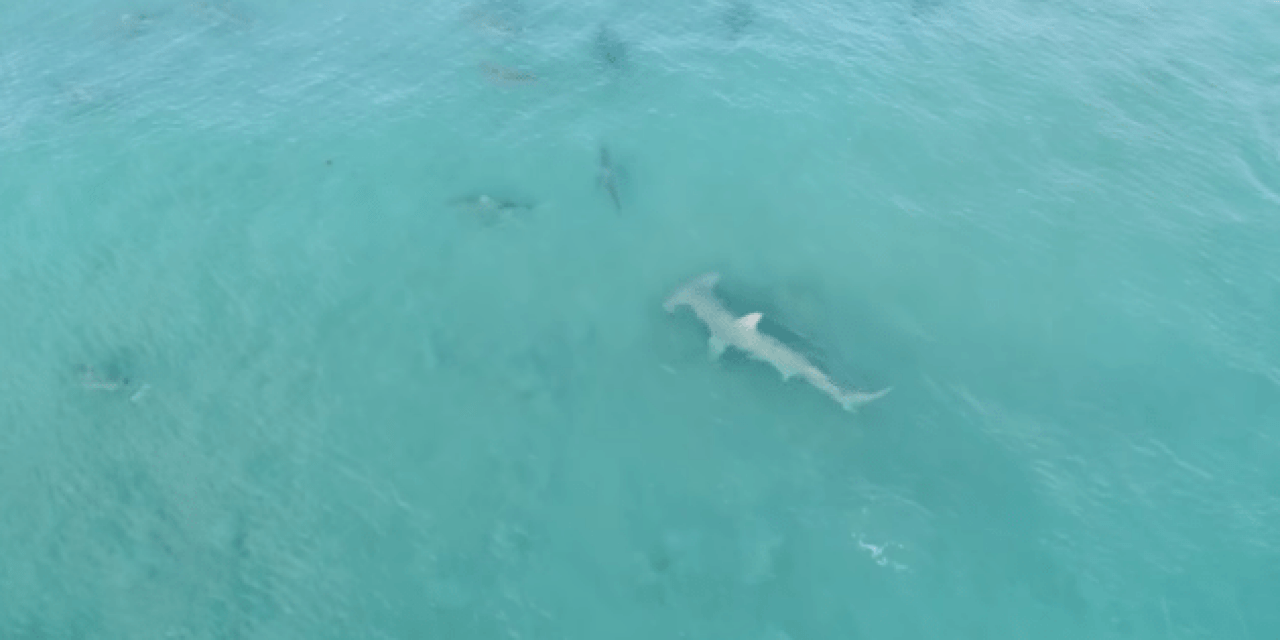 Drone Footage Captures Giant Hammerhead Hunting Blacktip Sharks Off Florida Coast