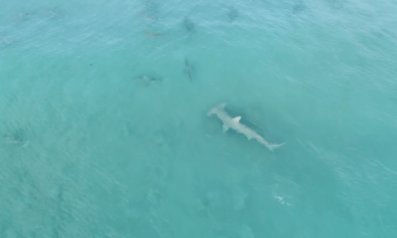 Drone Footage Captures Giant Hammerhead Hunting Blacktip Sharks Off Florida Coast