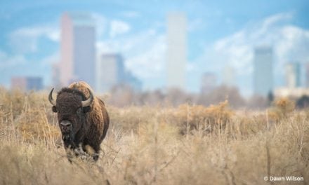 Exploring Our National Wildlife Refuge System