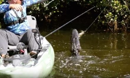 Feel the Intensity as Alligators Surround a Small Fishing Kayak