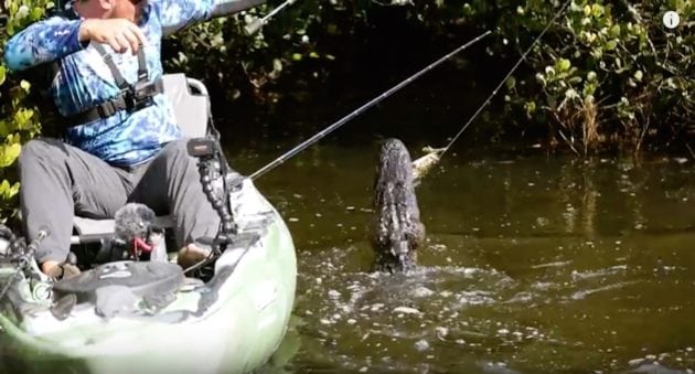 Feel the Intensity as Alligators Surround a Small Fishing Kayak